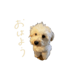 友達ん家のワンコたち（個別スタンプ：1）