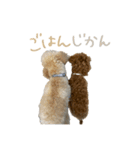 友達ん家のワンコたち（個別スタンプ：3）