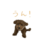 友達ん家のワンコたち（個別スタンプ：4）