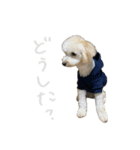 友達ん家のワンコたち（個別スタンプ：6）