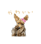 友達ん家のワンコたち（個別スタンプ：8）