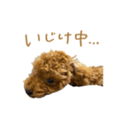 友達ん家のワンコたち（個別スタンプ：16）