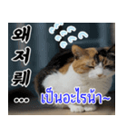 ねこかぞく韓国語-タイ語（個別スタンプ：1）