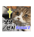 ねこかぞく韓国語-タイ語（個別スタンプ：2）