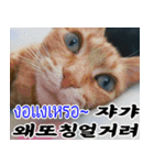ねこかぞく韓国語-タイ語（個別スタンプ：3）