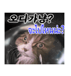 ねこかぞく韓国語-タイ語（個別スタンプ：4）