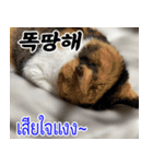 ねこかぞく韓国語-タイ語（個別スタンプ：5）