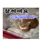 ねこかぞく韓国語-タイ語（個別スタンプ：6）
