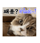 ねこかぞく韓国語-タイ語（個別スタンプ：7）