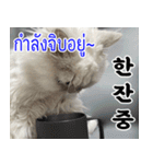 ねこかぞく韓国語-タイ語（個別スタンプ：8）