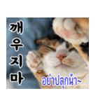 ねこかぞく韓国語-タイ語（個別スタンプ：9）