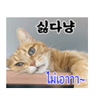 ねこかぞく韓国語-タイ語（個別スタンプ：10）
