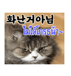 ねこかぞく韓国語-タイ語（個別スタンプ：11）