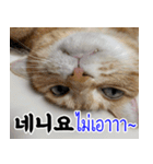 ねこかぞく韓国語-タイ語（個別スタンプ：12）