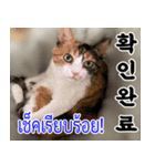 ねこかぞく韓国語-タイ語（個別スタンプ：13）