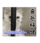 ねこかぞく韓国語-タイ語（個別スタンプ：14）
