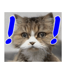 ねこかぞく韓国語-タイ語（個別スタンプ：15）