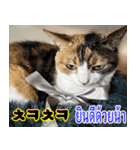 ねこかぞく韓国語-タイ語（個別スタンプ：16）