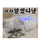 ねこかぞく韓国語-タイ語（個別スタンプ：18）