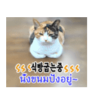 ねこかぞく韓国語-タイ語（個別スタンプ：19）