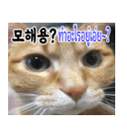 ねこかぞく韓国語-タイ語（個別スタンプ：21）
