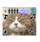 ねこかぞく韓国語-タイ語（個別スタンプ：23）