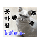 ねこかぞく韓国語-タイ語（個別スタンプ：24）