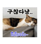 ねこかぞく韓国語-タイ語（個別スタンプ：25）
