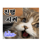 ねこかぞく韓国語-タイ語（個別スタンプ：26）