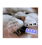 ねこかぞく韓国語-タイ語（個別スタンプ：27）