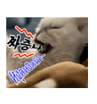 ねこかぞく韓国語-タイ語（個別スタンプ：28）