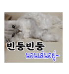 ねこかぞく韓国語-タイ語（個別スタンプ：29）