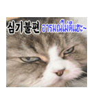 ねこかぞく韓国語-タイ語（個別スタンプ：30）