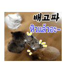 ねこかぞく韓国語-タイ語（個別スタンプ：32）