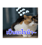 ねこかぞく-タイ語（個別スタンプ：1）