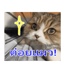 ねこかぞく-タイ語（個別スタンプ：2）