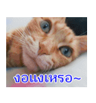 ねこかぞく-タイ語（個別スタンプ：3）
