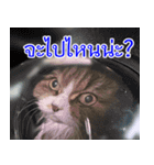 ねこかぞく-タイ語（個別スタンプ：4）
