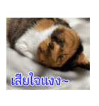 ねこかぞく-タイ語（個別スタンプ：5）