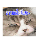 ねこかぞく-タイ語（個別スタンプ：6）