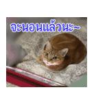 ねこかぞく-タイ語（個別スタンプ：7）
