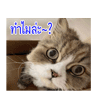 ねこかぞく-タイ語（個別スタンプ：8）