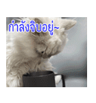 ねこかぞく-タイ語（個別スタンプ：9）