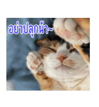 ねこかぞく-タイ語（個別スタンプ：10）