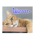ねこかぞく-タイ語（個別スタンプ：11）
