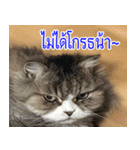 ねこかぞく-タイ語（個別スタンプ：12）