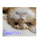 ねこかぞく-タイ語（個別スタンプ：13）