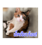 ねこかぞく-タイ語（個別スタンプ：14）