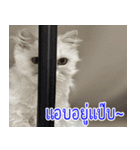 ねこかぞく-タイ語（個別スタンプ：15）