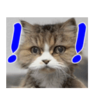 ねこかぞく-タイ語（個別スタンプ：16）
